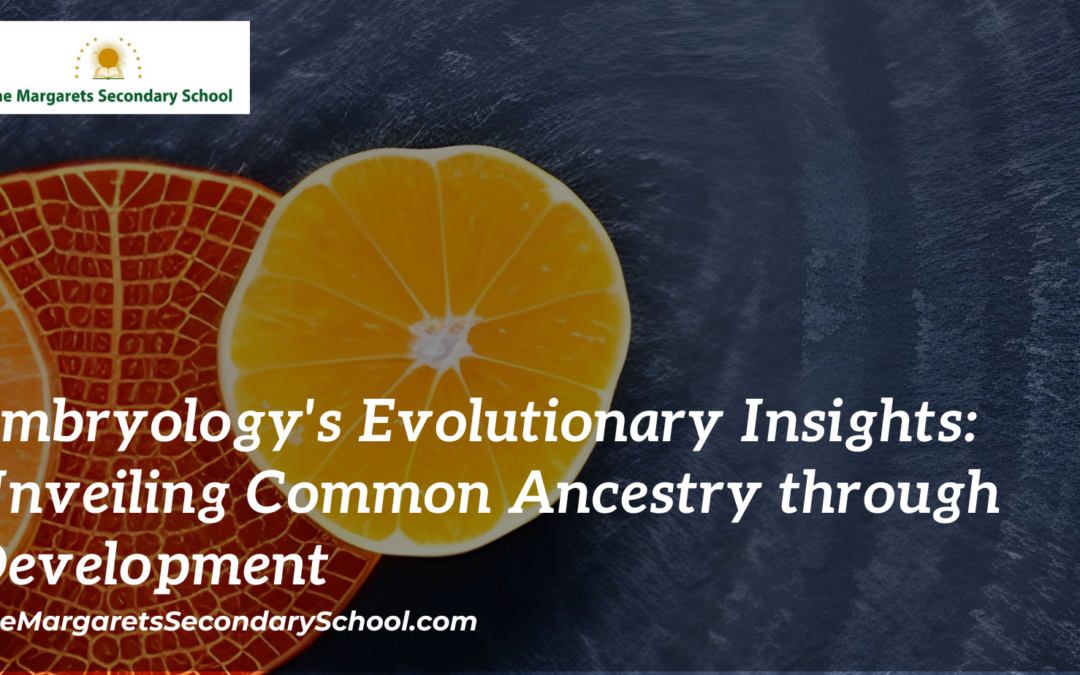 Embryology's Evolutionary Insights: Unveiling Common Ancestry through Development