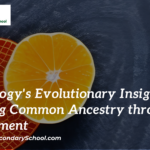 Embryology's Evolutionary Insights: Unveiling Common Ancestry through Development