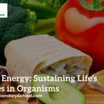Food and Energy: Sustaining Life's Vital Fires in Organisms