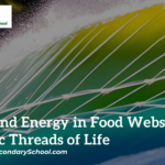 Matter and Energy in Foodwebs