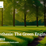 Photosynthesis: The Green Engine of Ecosystems