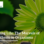 Photosynthesis in Organisms