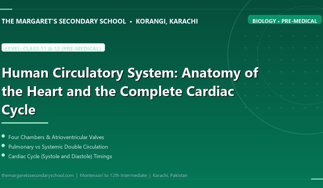 Human Circulatory System: Anatomy of the Heart and the Complete Cardiac Cycle - The Margaret's Secondary School