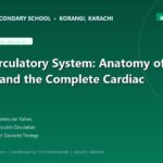 Human Circulatory System: Anatomy of the Heart and the Complete Cardiac Cycle - The Margaret's Secondary School