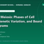 Mitosis vs Meiosis: Phases of Cell Division, Genetic Variation, and Board Exam Diagrams - The Margaret's Secondary School